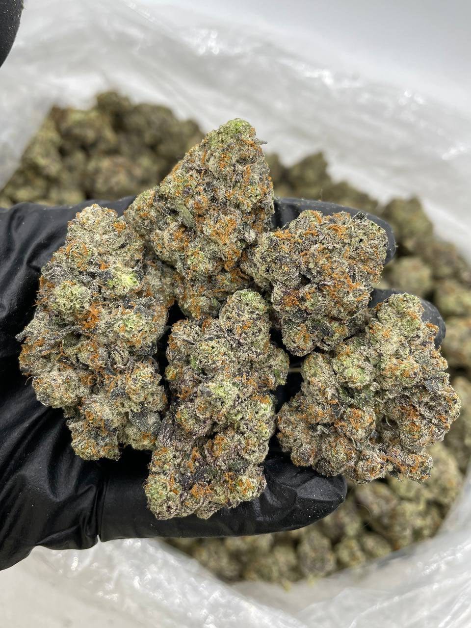 White Rainbow Strain
